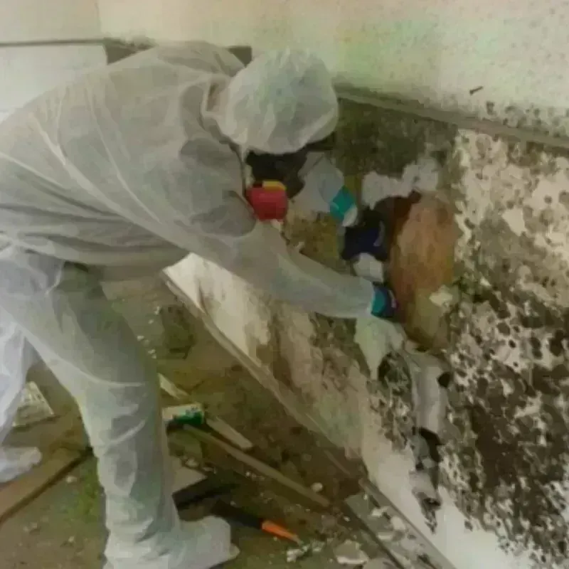 Mold Remediation and Removal in Wheeling, IL